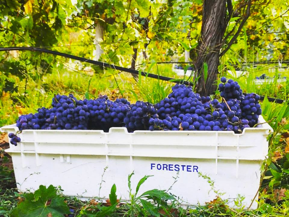 Forester Estate Shiraz Vintage Grapes