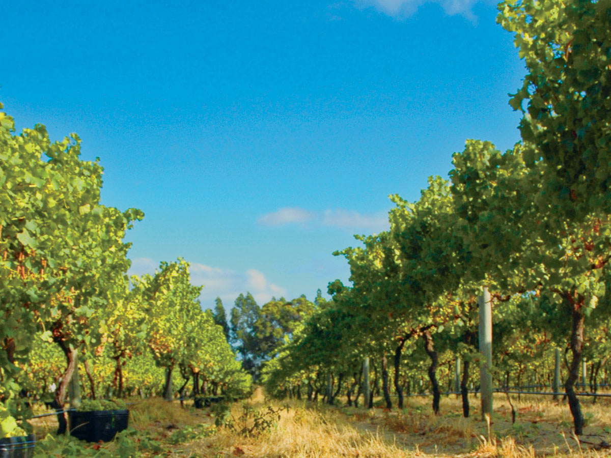 Forester Estate Yallingup Region Winery
